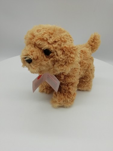 Cockapoo hermann teddy - hermann,